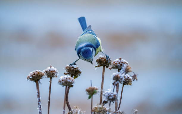 Bluetit in wintertime stock photo