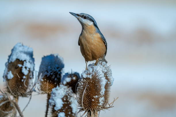 Nuthatch in wintertime stock photo