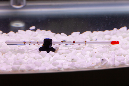 Thermometer in aquarium measuring water in fish tank