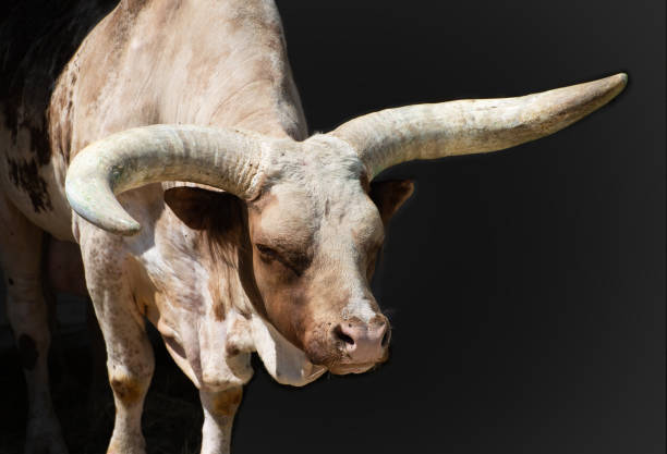 istock Brown bull with long horns 1391161702