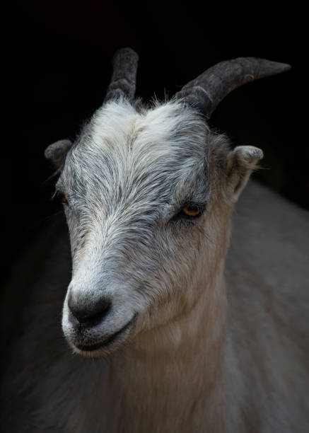 istock White domestic goat close-up 1391161718