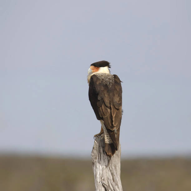 Crested Caracara (caracara cheriway) perched on a wooden post Crested Caracara (caracara cheriway) perched on a wooden post crested caracara stock pictures, royalty-free photos & images