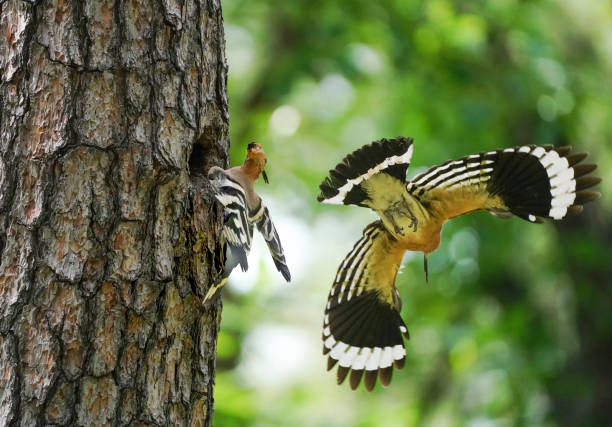 amore cucciolo di mamma upupa - hoopoe bird feeding young animal foto e immagini stock