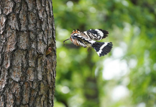 Eurasian hoopoe breeding in nest inside tree and feeding young chick. Parent bird passing food to young offspring midair. Wild animal with wings and crest landing down.