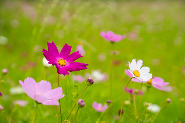Cosmos Flowers On The Beautiful Day