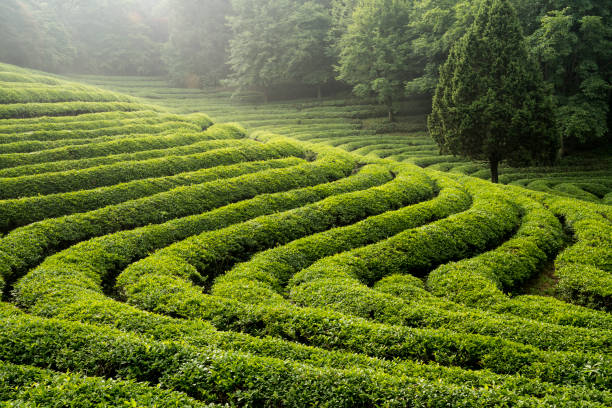 Morning view of green tea field in Daehan Tea Garden, Boseong stock photo