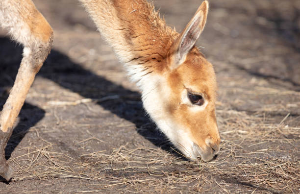 Portrait of a vicuna (Vicugna vicugna), selective focus