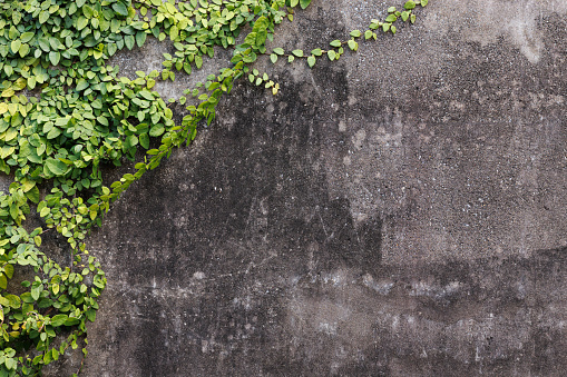 Section of a wall with vines growing across.