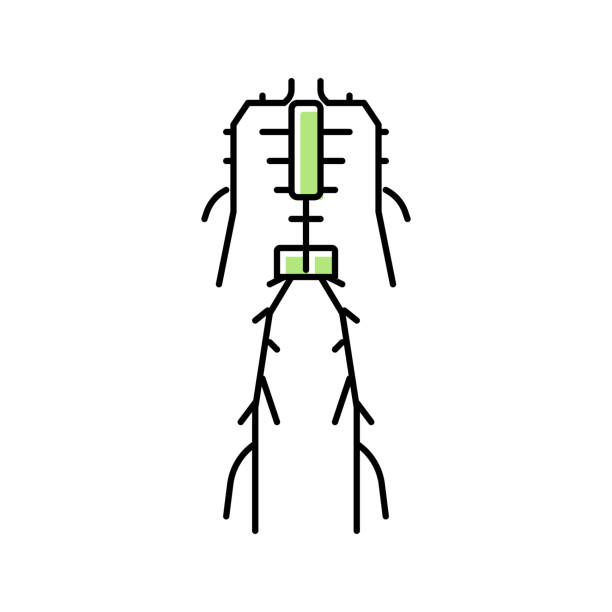 ilustrações de stock, clip art, desenhos animados e ícones de lymphatic system color icon vector illustration - macrophage human immune system cell biology