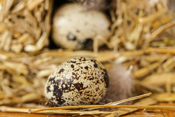 Quail eggs close-up in pressed straw.Organic farm natural quail eggs