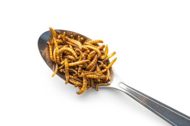 istock Fried salty worms. Roasted mealworms in spoon isolated on white background. 1391165928