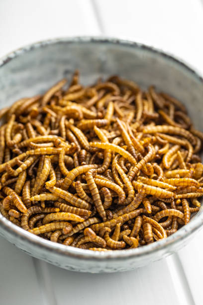 istock Fried salty worms. Roasted mealworms in bowl. 1391165938