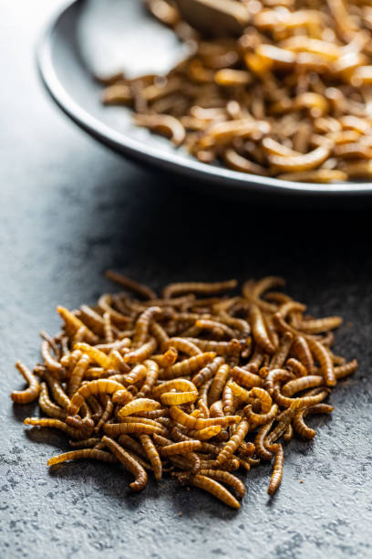 istock Fried salty worms. Roasted mealworms on black table. 1391165942