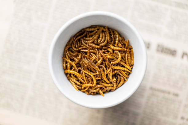 istock Fried salty worms. Roasted mealworms in bowl. 1391166465