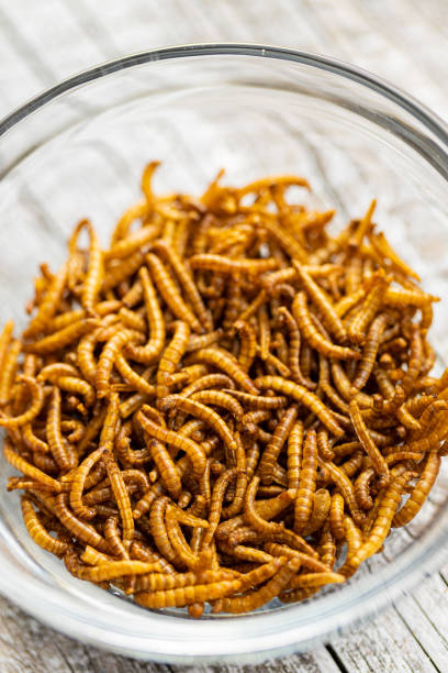istock Fried salty worms. Roasted mealworms in bowl. 1391166474