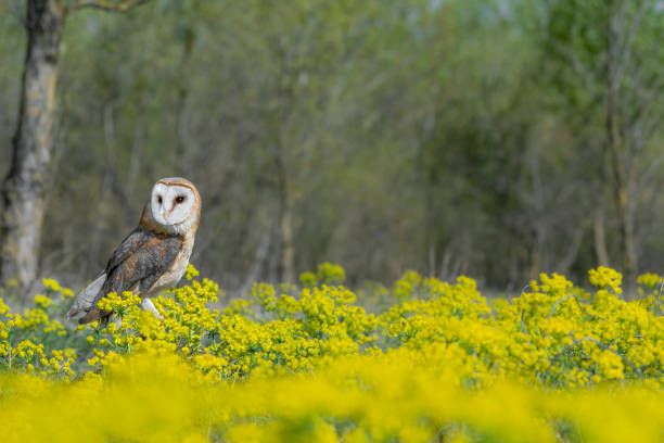 istock Spring season in the wild forest, the Barn owl (Tyto alba) 1391166479