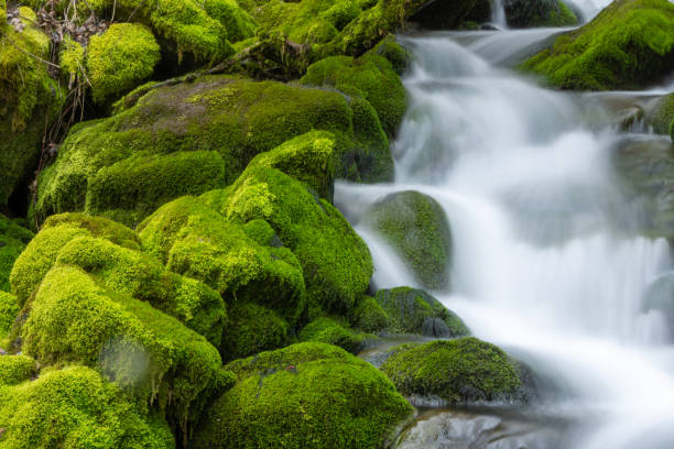 istock River of shaggy stones 1391166886