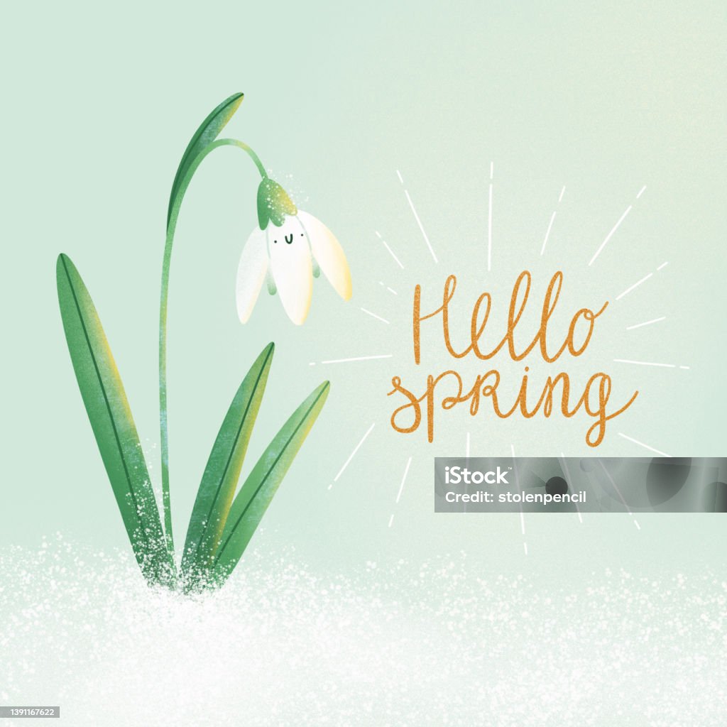 Hello Spring Snowdrops Hello Spring Snowdrop Flower Illustration Stock Illustration - Download ...