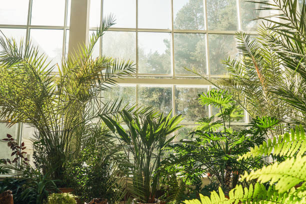 istock Green plants in botanical garden indoor. Window. 1391167945
