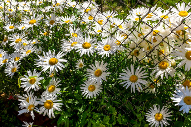 Daisies to a metal fence on a sunny day