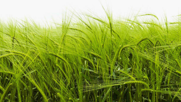 istock Green wheat swaying in the wind, close-up 1391168050