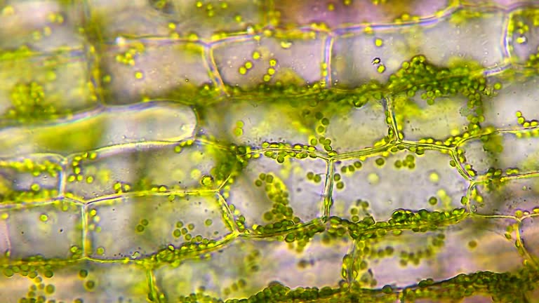 Water plant leaf cells. microscope magnification 40x