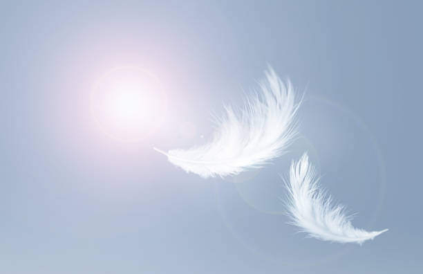 istock White Fluffy Feathers Floating in the Sky. Swan Feathers Flying in Heavenly. 1391168943
