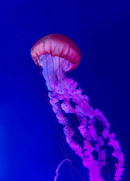 istock Jellyfish Vibrant Pink color against a deep blue background 1391169636