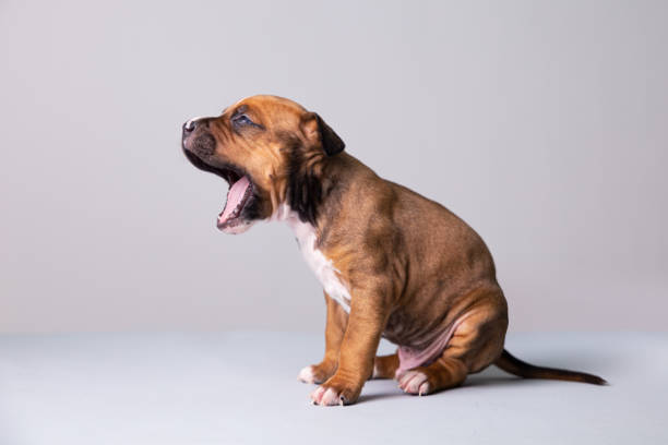 istock Portrait of a puppy terrier 1391170180