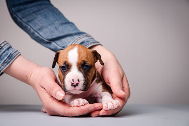 istock Portrait of a puppy terrier 1391170237