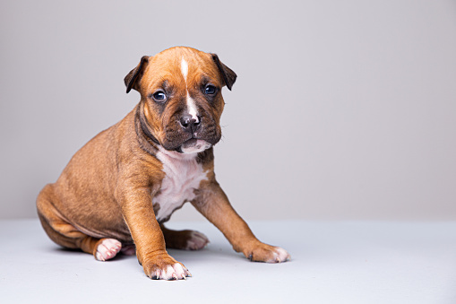 Head of a pitbull in neutral studio backdrop, natural high-ley light