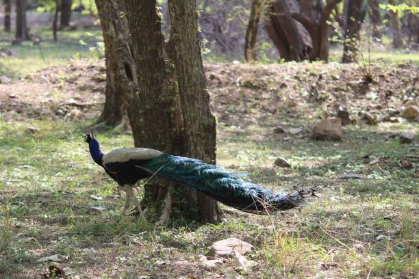 istock Indian Peacock, Indian Peafowl 1391170312