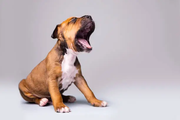 Photo of Portrait of a puppy terrier