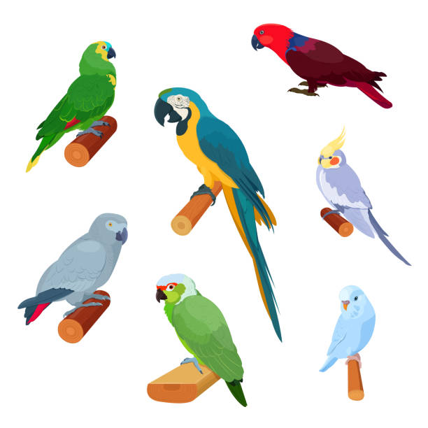 Set of exotic parrots of different types Realistic tropical parrots sitting on branches. African grey parrot, macaw, cockatiel, parakeet, eclectus parrot, amazon parrot. Vector illustration on white background eclectus parrot stock illustrations