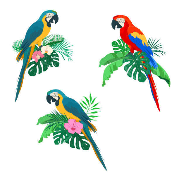Colorful macaws parrots on varios tropical leaves Blue and red macaw parrots on palm leaves. Summer arrangements with macaw parrots, palm leaves and orchids and hibiscus flowers. Vector illustration parrot stock illustrations