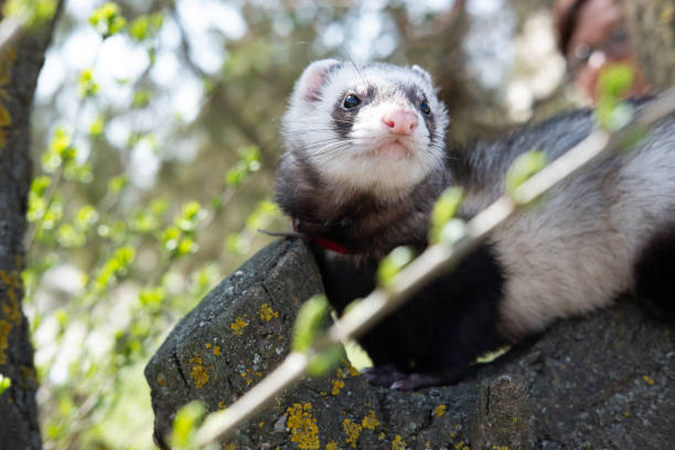 istock a ferret sits on the tree summer 1391171724