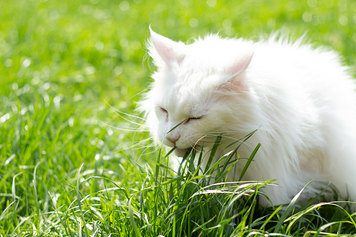 Big white Maine Coon cat eating grass on the lawn to prevent hairballs. Natural food and vitamins for pets concept.