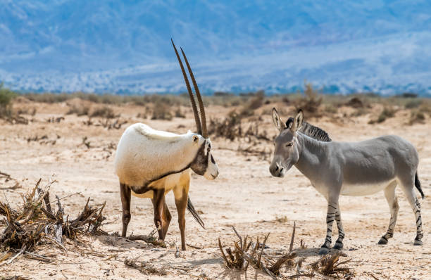 Antelope Arabian white oryx (Oryx dammah) and Somali wild donkey (Equus africanus)