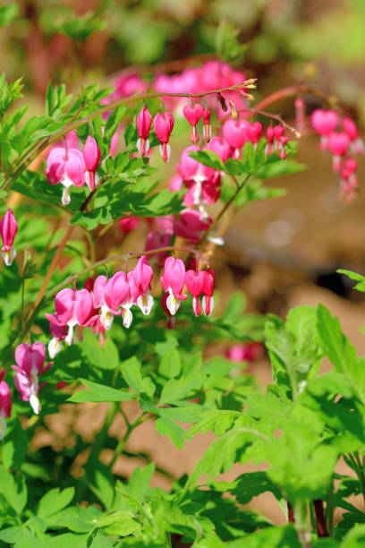 istock Bleeding heart / Lamprocapnos spectablis / Lyre Flower 1391172749