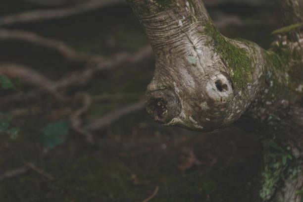 Selective focus on hole in a burnt tree in forest.
