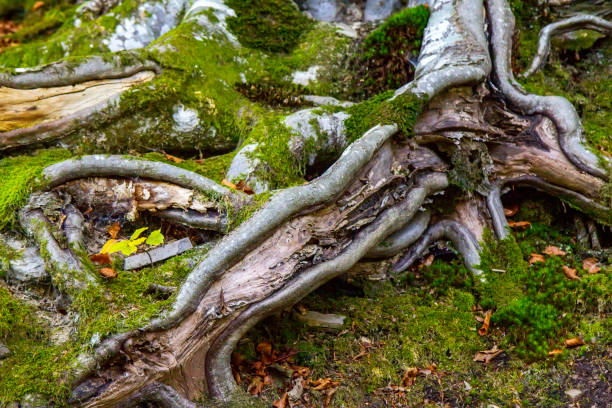 istock Big tree root in the forest in the autumn 1391179937