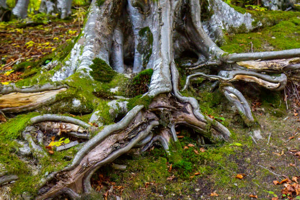 istock Big tree root in the forest in the autumn 1391179967