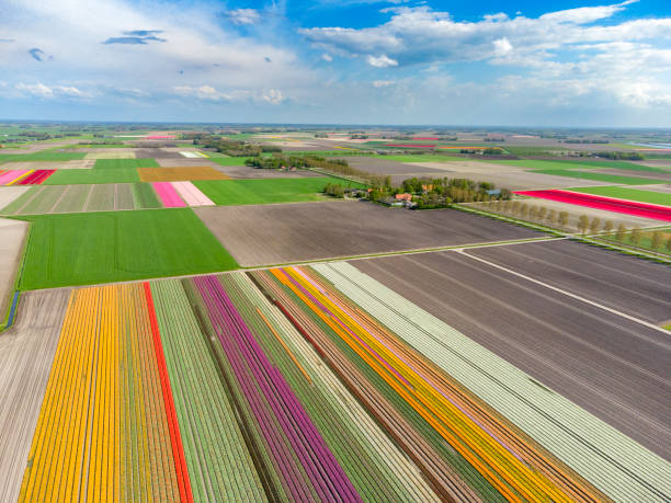 istock Tulips growing in a field during a beautiful springtime day 1391179991