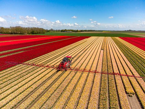 Tulips in red and pink growing in a field with an agricultural crops sprayer in the field during a spring day. Drone point of view from above. Flowers are one of the main export products in the Netherlands and especially tulips and tulip bulbs.
