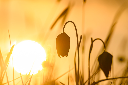 Snake's Head Fritillary (Fritillaria meleagris) in a meadow during a beautiful springtime sunrset in the delta of the river IJssel in Overijssel, The Netherlands.