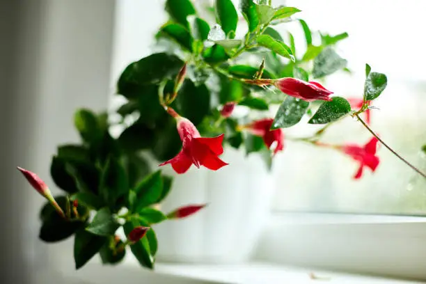 Red Dipladenia flower growing in the pot on the windowsill at home, Mandevilla sanderi with soft focus in the background, gardening concept.