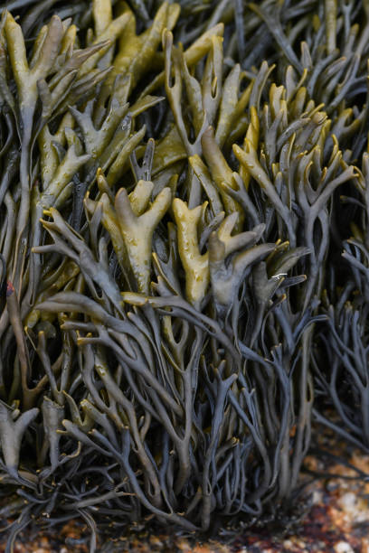 istock Macro image of seaweed on St Agnes The Scilly Isles 1391183419