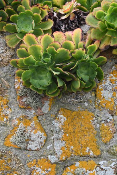 Succulent plants growing in The Scilly Islands off the Cornish Coast