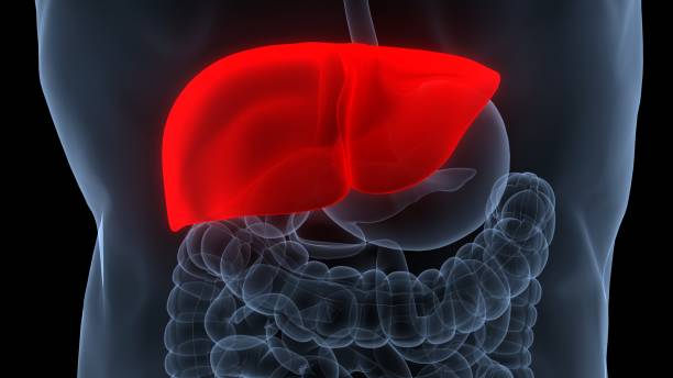 istock Human Internal Digestive Organ Liver Anatomy 1391184392