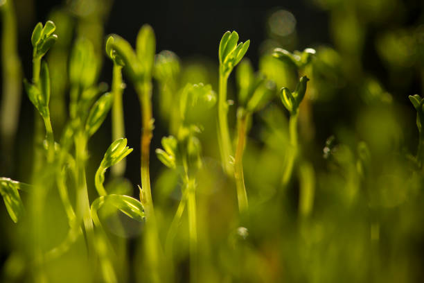 selective focus of lentils microgreens - green leaves. Vegan and healthy eating concept. Sprouted lentils. Seeds, Micro greens. Growing sprouts, copy space.